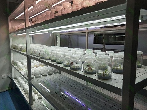 新会植物组织培养实验室设计建设方案